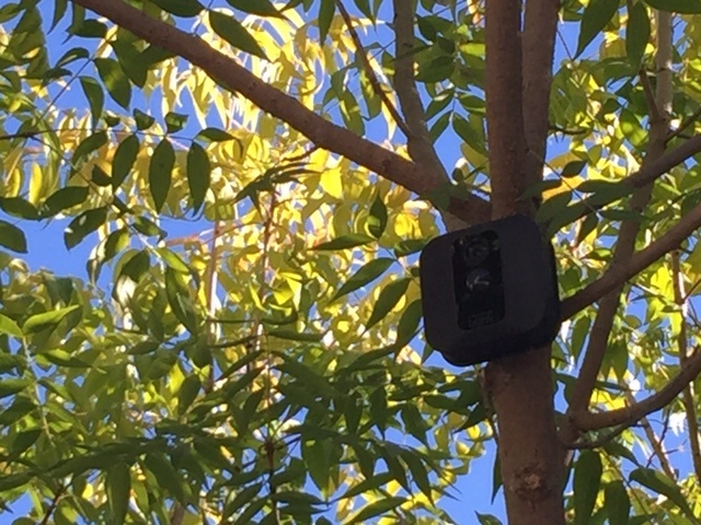 SimpliSafe Exterior Camera Mounted In TRee